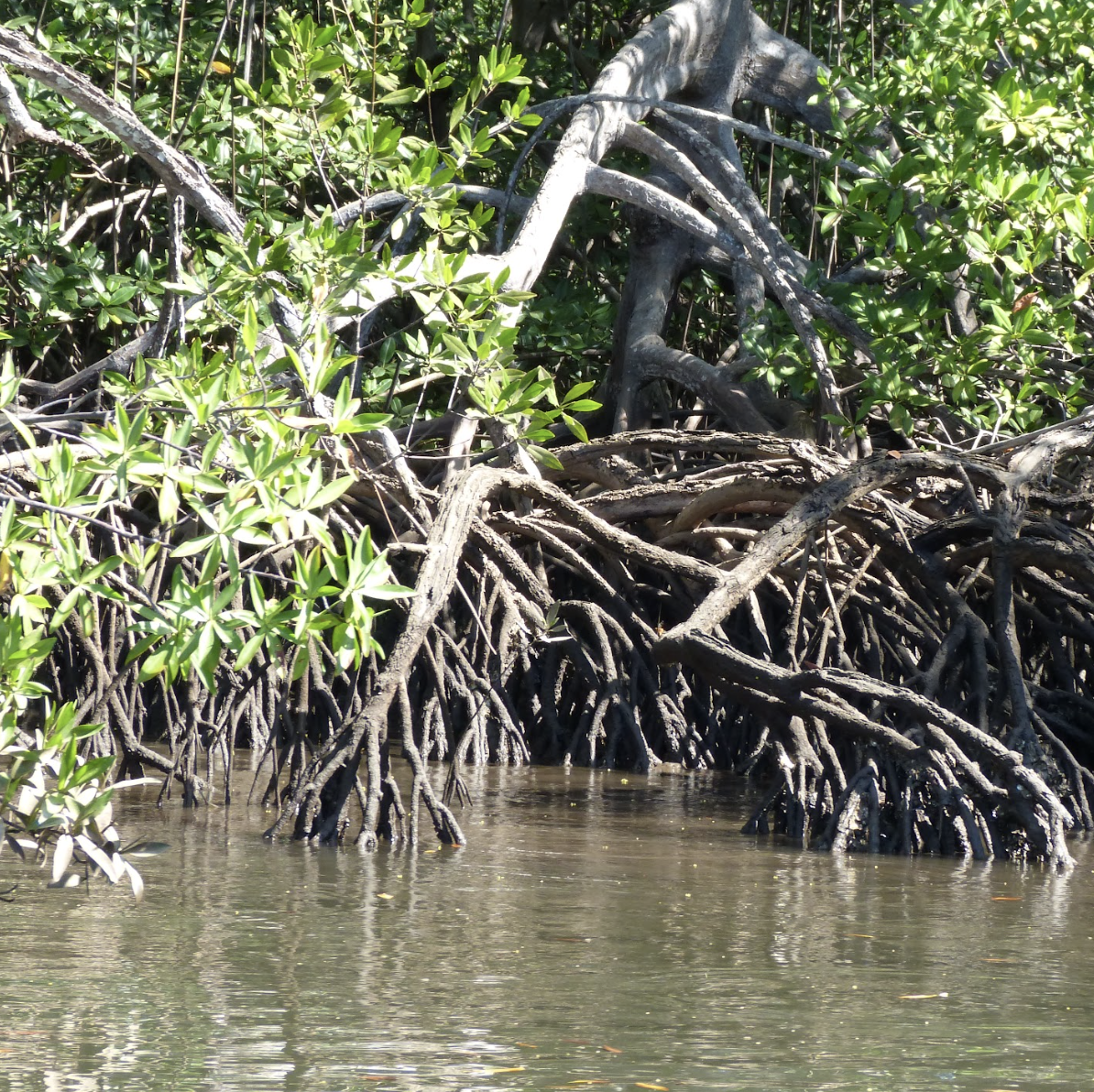 Mangrove, un écosystème naturelle sensible à protéger, Costa Rica